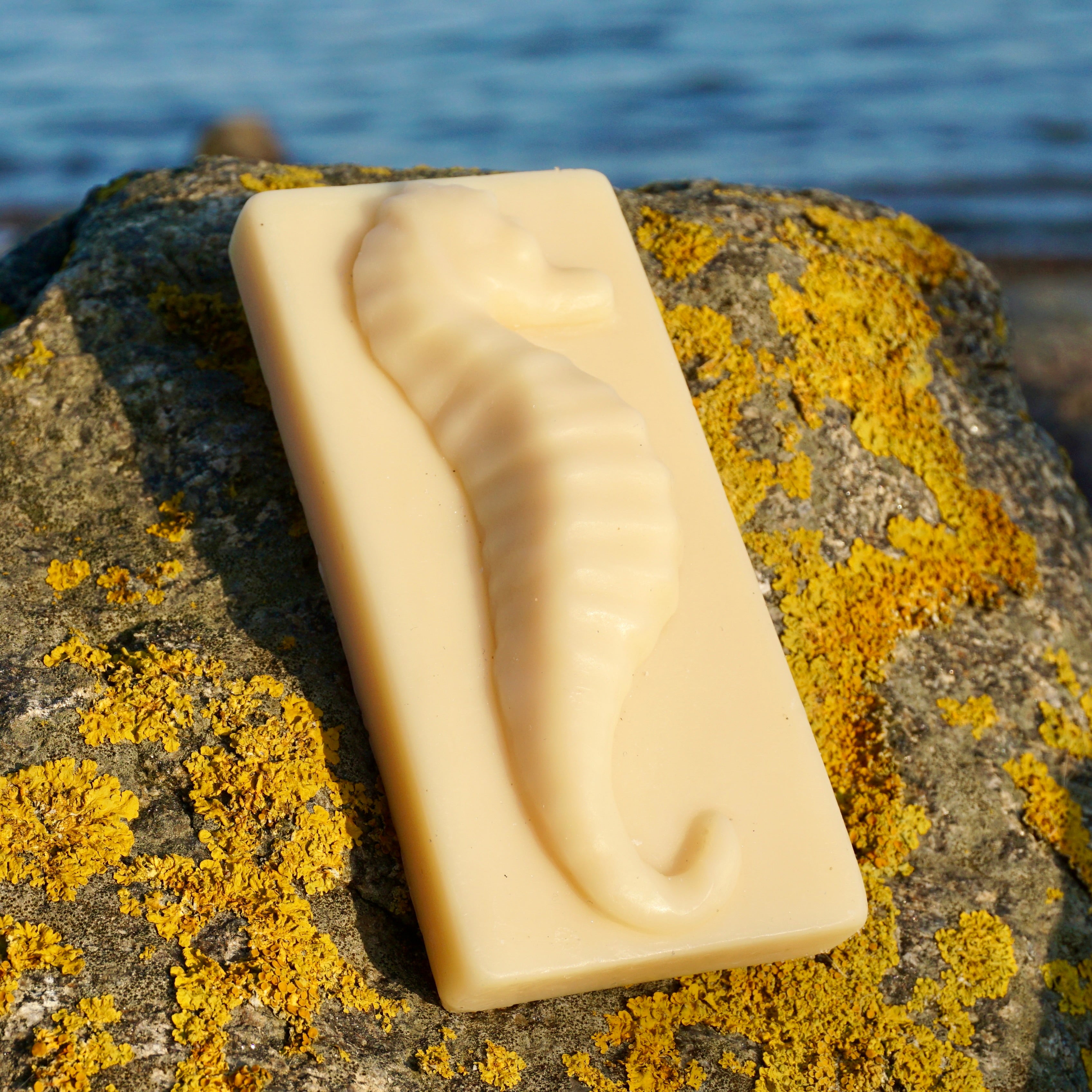 "Seahorse"
