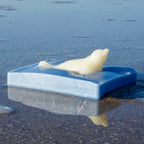"Little Seal"