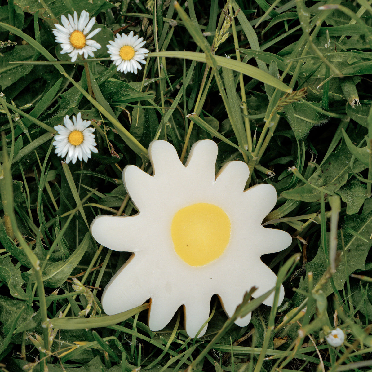"Marguerit"